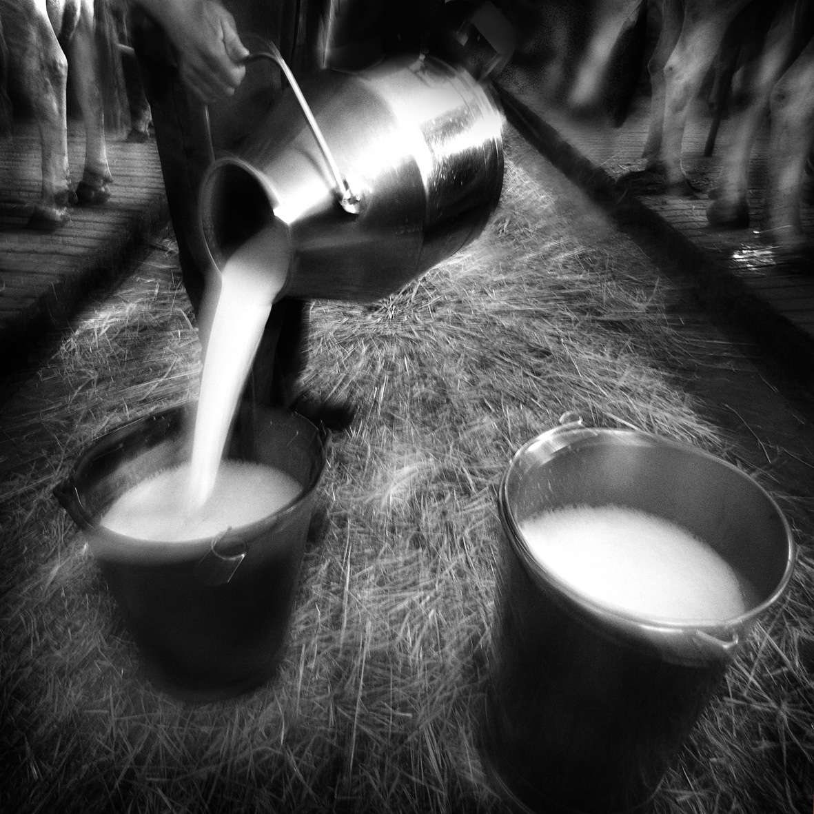 Le strade del latte — 2